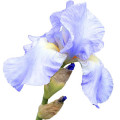 Iris Pallida